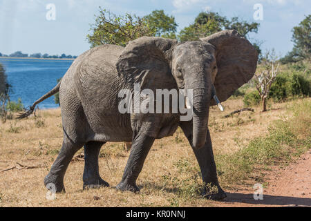 Elephant crossing dirt track facing camera Stock Photo