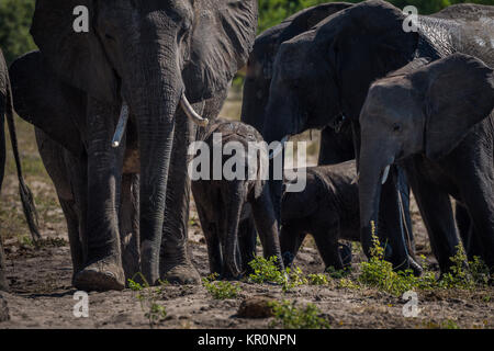 Close-up of elephant herd walking towards camera Stock Photo