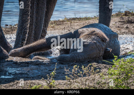 Baby elephant lying in mud by river Stock Photo