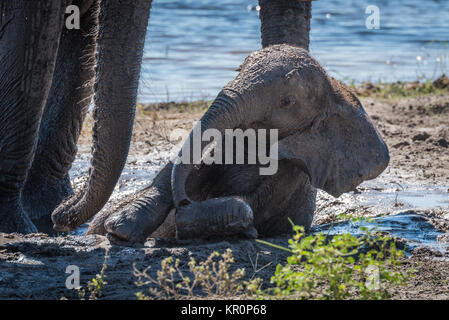 Baby elephant lying in mud by water Stock Photo