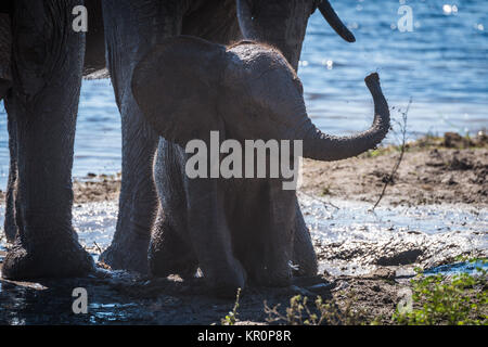 Baby elephant waving trunk in mud hole Stock Photo