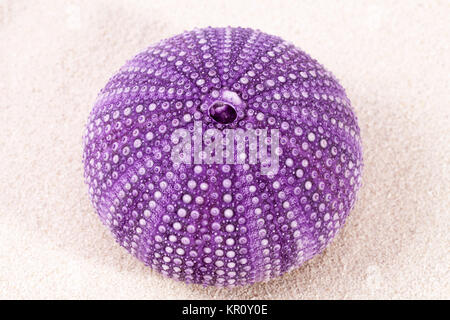 sea shell of violet sea urchin lying on the sand, close up Stock Photo