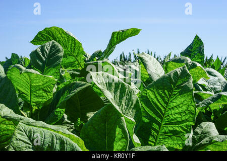 Tobacco leaves harvest Stock Photo