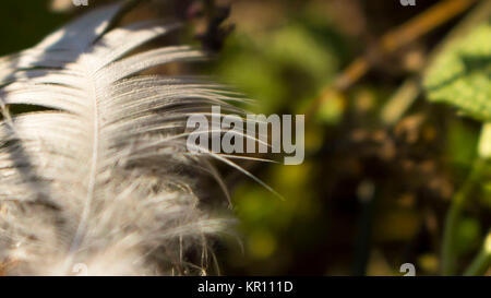 White fheater in nature background Stock Photo