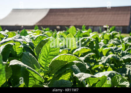 Tobacco leaves harvest Stock Photo