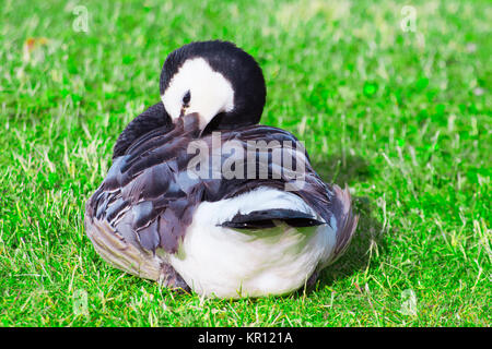 barnacle goose dressing their feathers Stock Photo