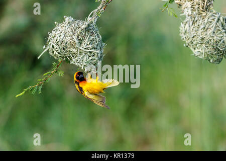 Village weaver hanging up and down under the woven nest Stock Photo