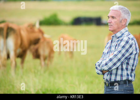 man looking at the cattles Stock Photo