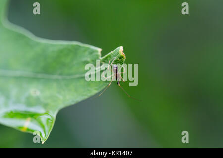 Wasp spider on a leaf top view Stock Photo