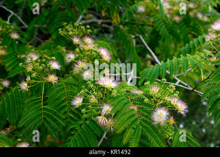 Albizia julibrissin, Persian Silk Tree,silk ,silky,flowers,flower,flowering,trees,leaves,foliage, exotic,bi-pinnate,compound foliage,RM Floral Stock Photo