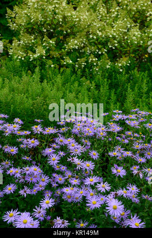 aster amellus rosa von ronsdorf,italian aster,asters,Michaelmas Daisy,Daisies,Starwort,blue,lilac,flower,flowers,flowering,RM floral Stock Photo