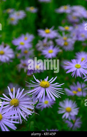 aster amellus rosa von ronsdorf,italian aster,asters,Michaelmas Daisy,Daisies,Starwort,blue,lilac,flower,flowers,flowering,RM floral Stock Photo