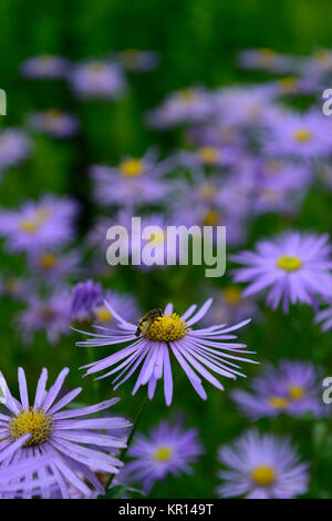 aster amellus rosa von ronsdorf,italian aster,asters,Michaelmas Daisy,Daisies,Starwort,blue,lilac,flower,flowers,flowering,RM floral Stock Photo