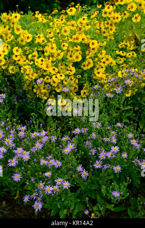 aster amellus rosa von ronsdorf,italian aster,asters,Michaelmas Daisy,Daisies,Starwort,blue,lilac,yellow, helenium the bishop,sneezeweed,flower,flower Stock Photo