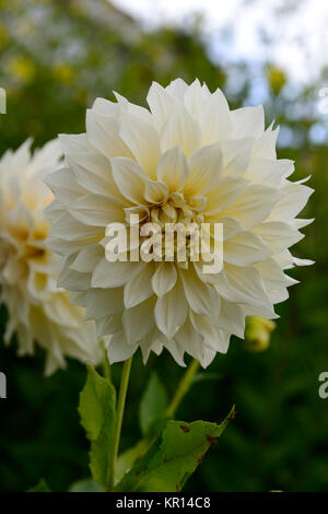 dahlia cafe au lait,white,flower,flowers,flowering,dahlias,RM Floral Stock Photo