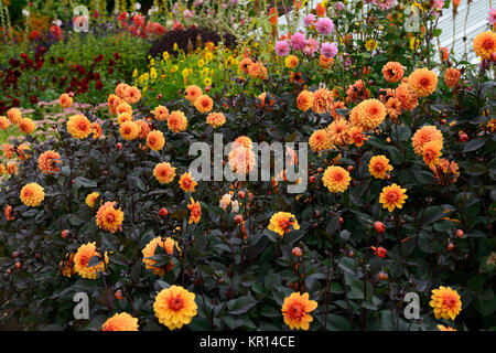 dahlia david howard,orange,flower,flowers,flowering,dahlias,RM Floral Stock Photo