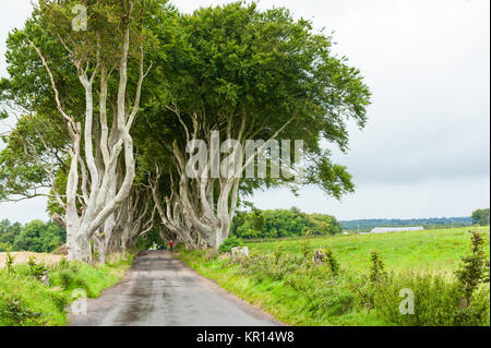 The Dark Hedges, a beautiful avenue of beech trees was planted by the Stuart family in the eighteenth century. Ballymoney County Antrim, Northern Irel Stock Photo