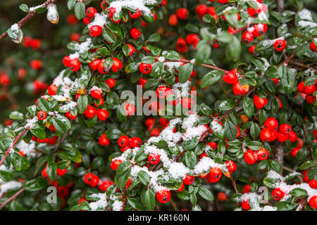A Cotoneaster shrub with bright red berries covered in snow on a cold winter december day sets a Christmas theme. England ,UK Stock Photo