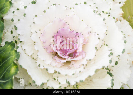 Close up fresh cabbage (brassica oleracea) plant leaves Stock Photo