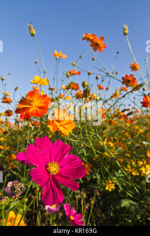 Cosmos flower garden Stock Photo