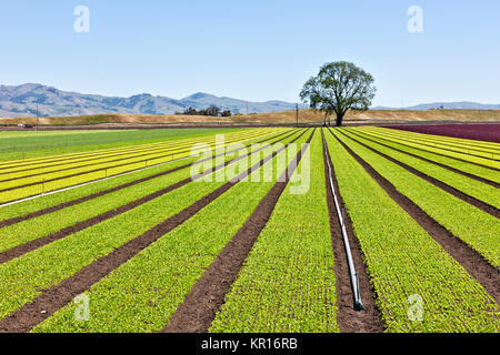 Young 'Baby Lettuce' growing  in field  'Lactuca sativa'. Stock Photo