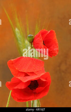 poppy after rain Stock Photo