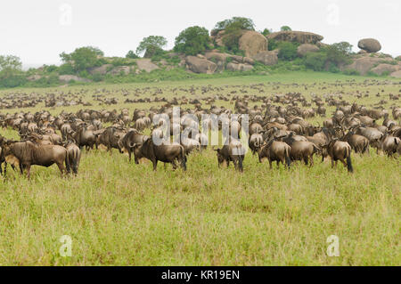 Migration of Wildebeest (scientific name: Connochaetes taurinus or ...