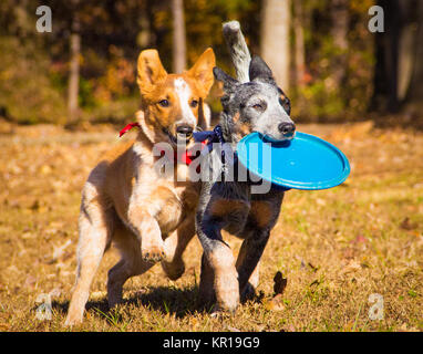 Two Australia cattle dog puppies playing with a frisbee Stock Photo