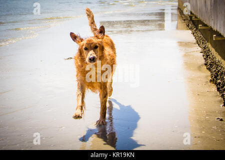 Golden retriever dog running along beach Stock Photo