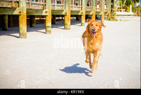 Golden retriever dog running along beach Stock Photo