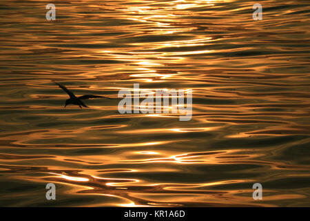 Bird silhouette against sea water surface with gentle ripples in morning sunlight reflections Stock Photo