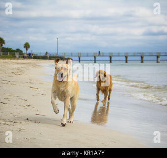 Labrador retriever and golden retriever dogs running along beach, Fort de Soto, Florida, United States Stock Photo