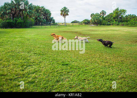 Three dogs running in a park, Fort de Soto, Florida, United States Stock Photo
