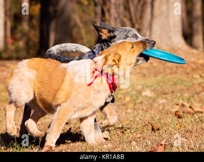 Two Australian cattle dog puppies playing with a frisbee Stock Photo Alamy