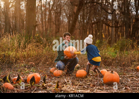 Father and daughter picking pumpkins in a pumpkin patch Stock Photo