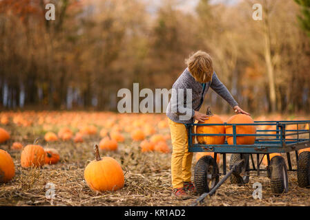 Boy in a pumpkin patch loading pumpkins into a wagon Stock Photo - Alamy