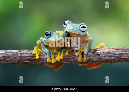 Two Javan tree frogs sitting on branch, Indonesia Stock Photo