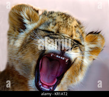 Lion cub roaring, South Africa Stock Photo