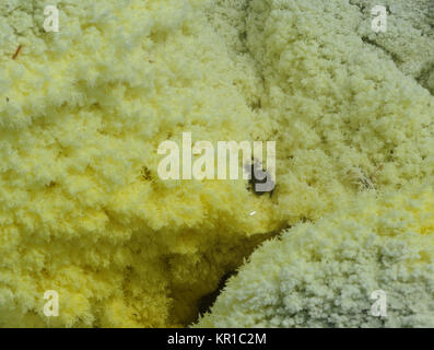 An unfortunate Galapagos carpenter bee (Xylocopa darwini) trapped in crystals of sulphur round an active fumarole within the caldera of the Sierra Neg Stock Photo