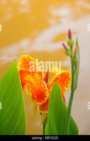 Radiant Canna Lily Blossom on a Summer Day Stock Photo