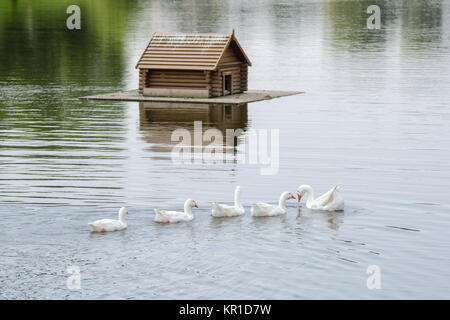 A flock of swans swimming on the lake in the background floating house for the birds Stock Photo