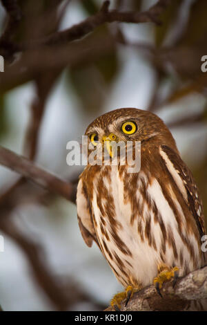 Panama wildlife with a Ferruginous Pygmy-Owl, Glaucidium brasilianum, in a forest outside Penonome, Cocle province, Republic of Panama. Stock Photo