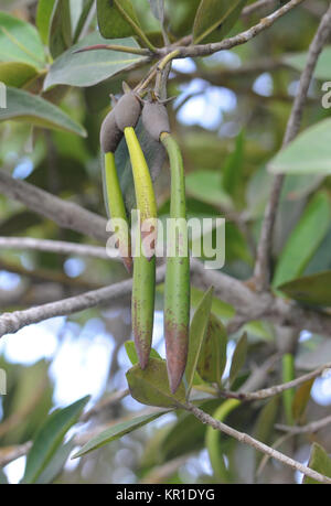 Red Mangrove (Rhizophora mangle) propagules with hypocotyls hanging below the fruiting body. Playa Isabela, Puerto Villamil, Isabela, Galapagos, Ecuad Stock Photo