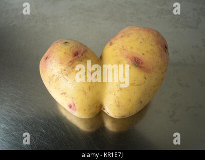 Conjoined Siamese potato on a stainless steel sink top with copy space. Wonky / funny / ugly vegetable or food waste concept. Stock Photo