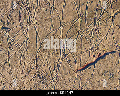 Common earthworm Lumbricus terrestris trails in soft mud on sugar beet pad in Norfolk farmland Stock Photo