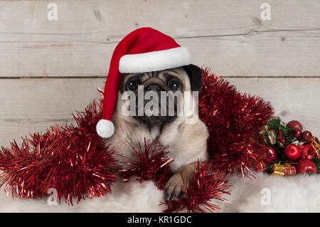 cute Christmas pug puppy dog, lying down in red tinsel wearing santa claus hat, on sheepskin with ornaments and vintage wooden background Stock Photo