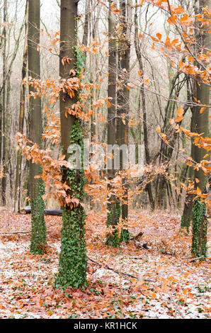 Hornbeam forest. Autumn forest of hornbeam. Yellow leaves on a tree and green trunk. Stock Photo