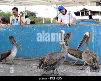 Brown Pelicans await their share in the fish market in Puerto Ayora. The Galápagos Brown Pelican (Pelecanus occidentalis urinator) is seen as a subspe Stock Photo