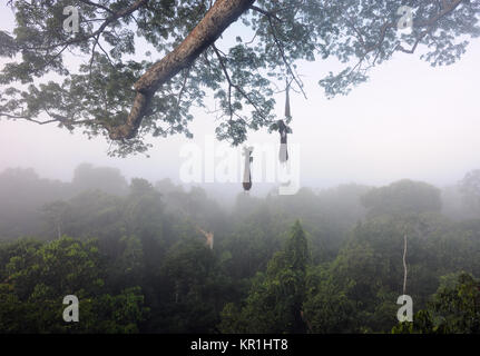 Morning mist rises over the Amazon rain forest viewed from a tree-top platform in the Napo Wildlife Centre. Yasuni National Park, Amazon, Ecuador. Stock Photo