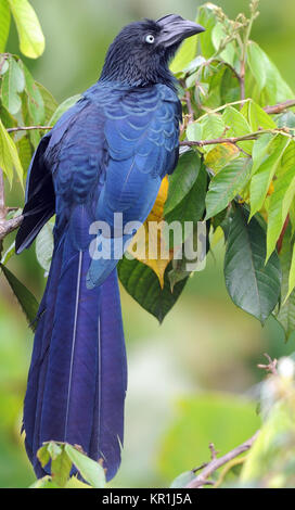 A Greater Ani (Crotophaga major). Yasuni National Park, Amazon, Ecuador. Stock Photo